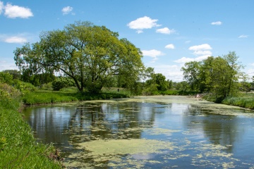 Pond surrounded by marsh and trees.