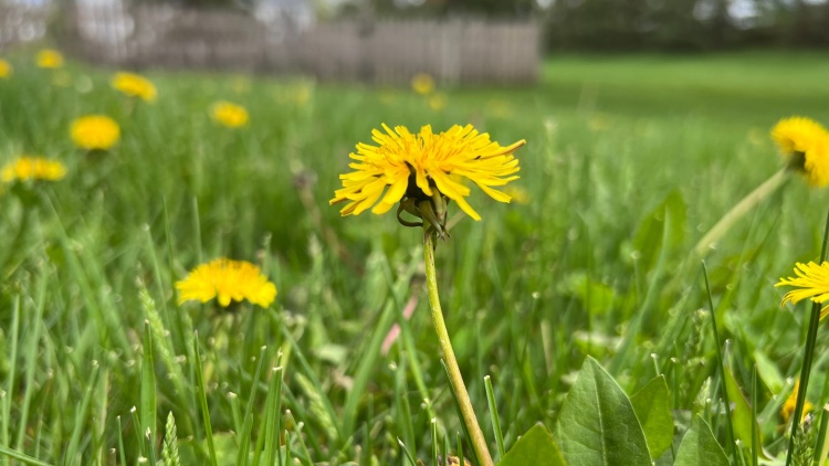 Dandelions and grass