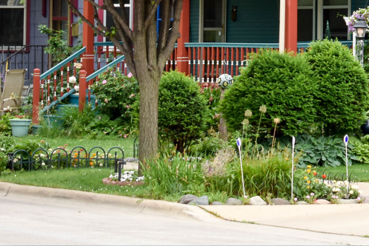 Plants growing in the terrace between the sidewalk and street